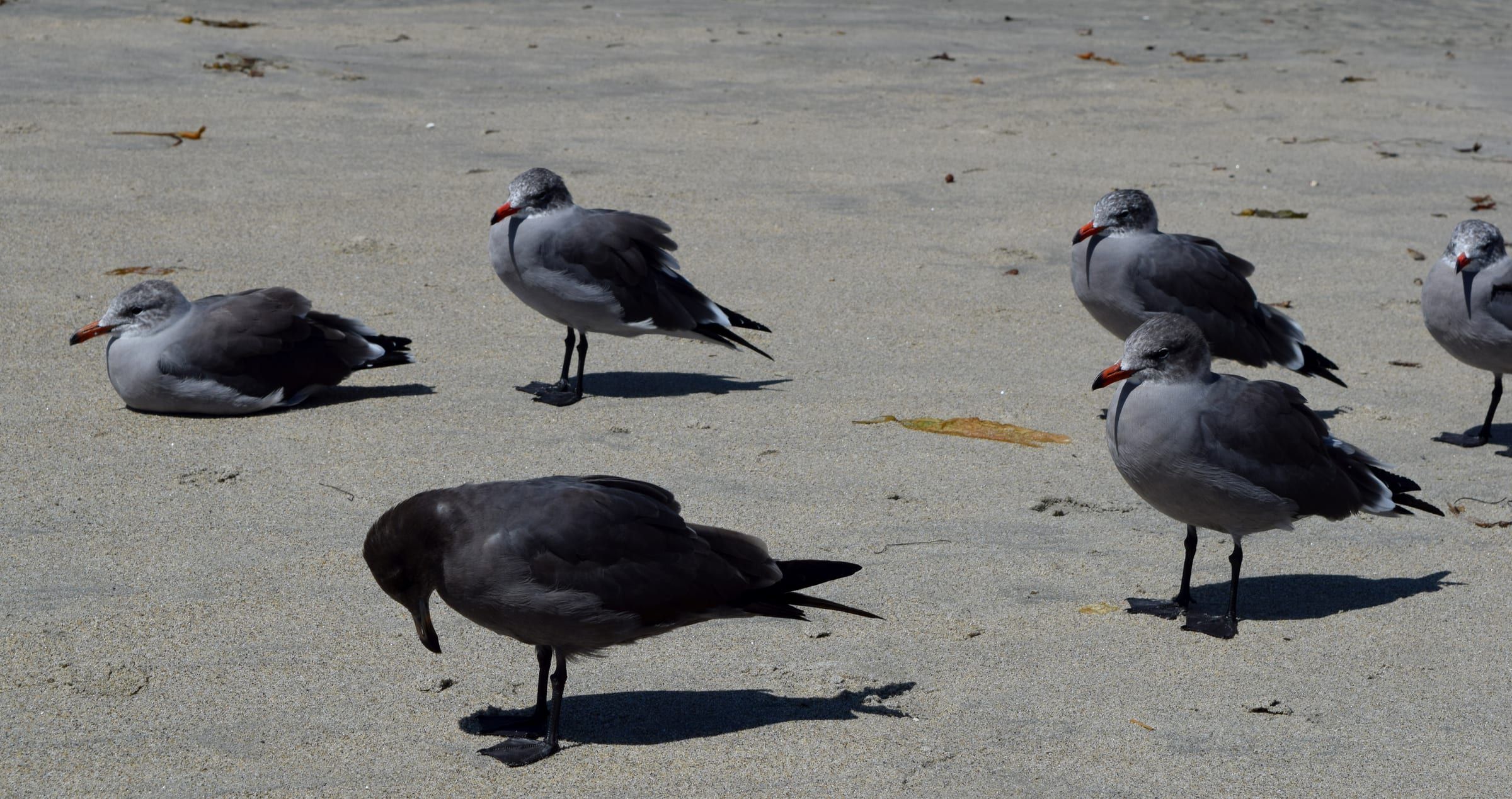 Heermann's gulls, Laguna Beach