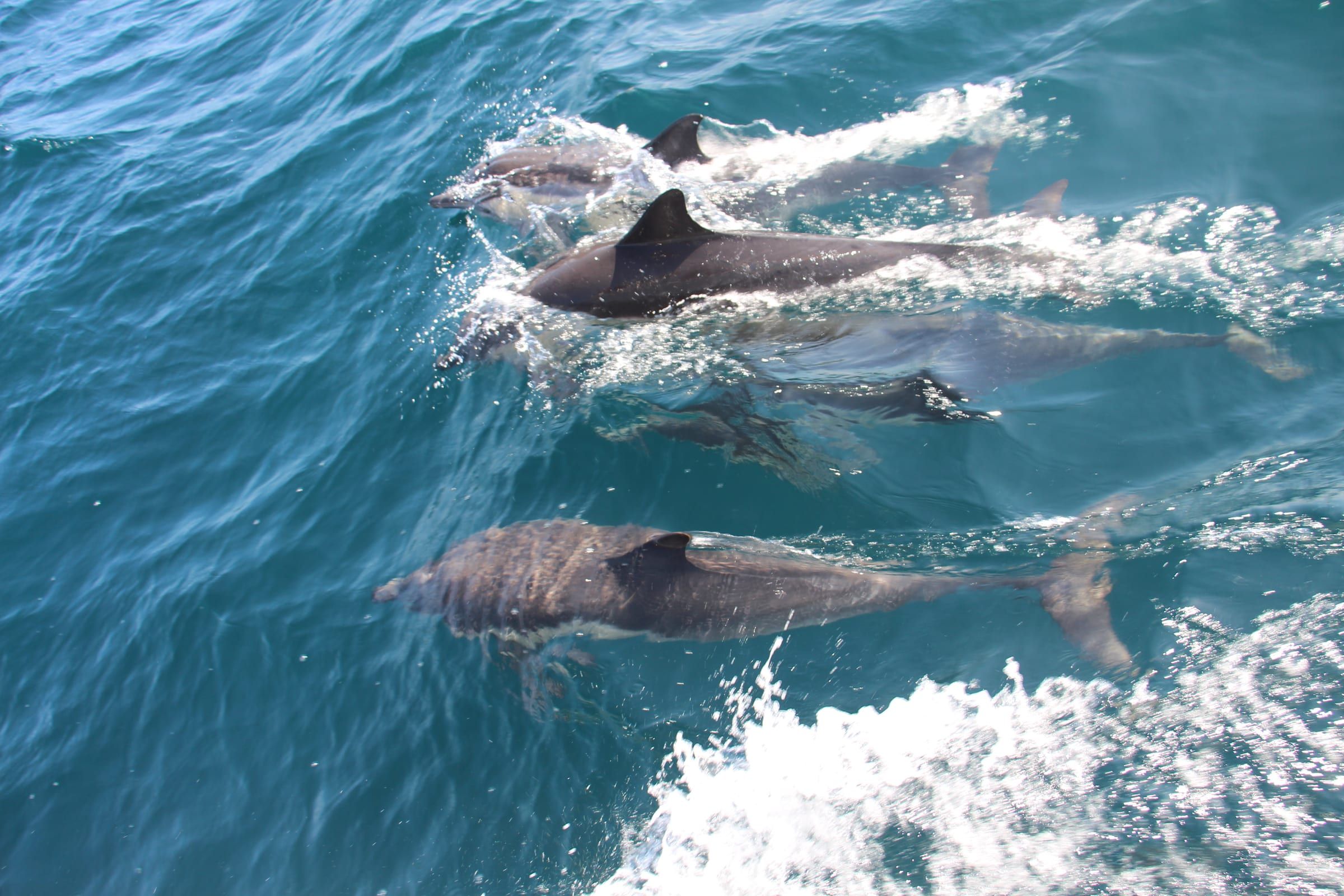 Marine wildlife, Laguna Beach