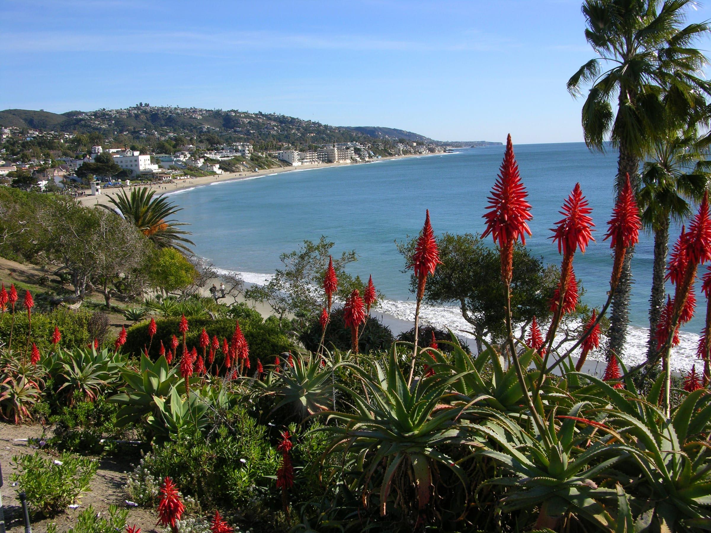 Main Beach in Laguna Beach seen from Heisler Park, with red aloe flowers in front
