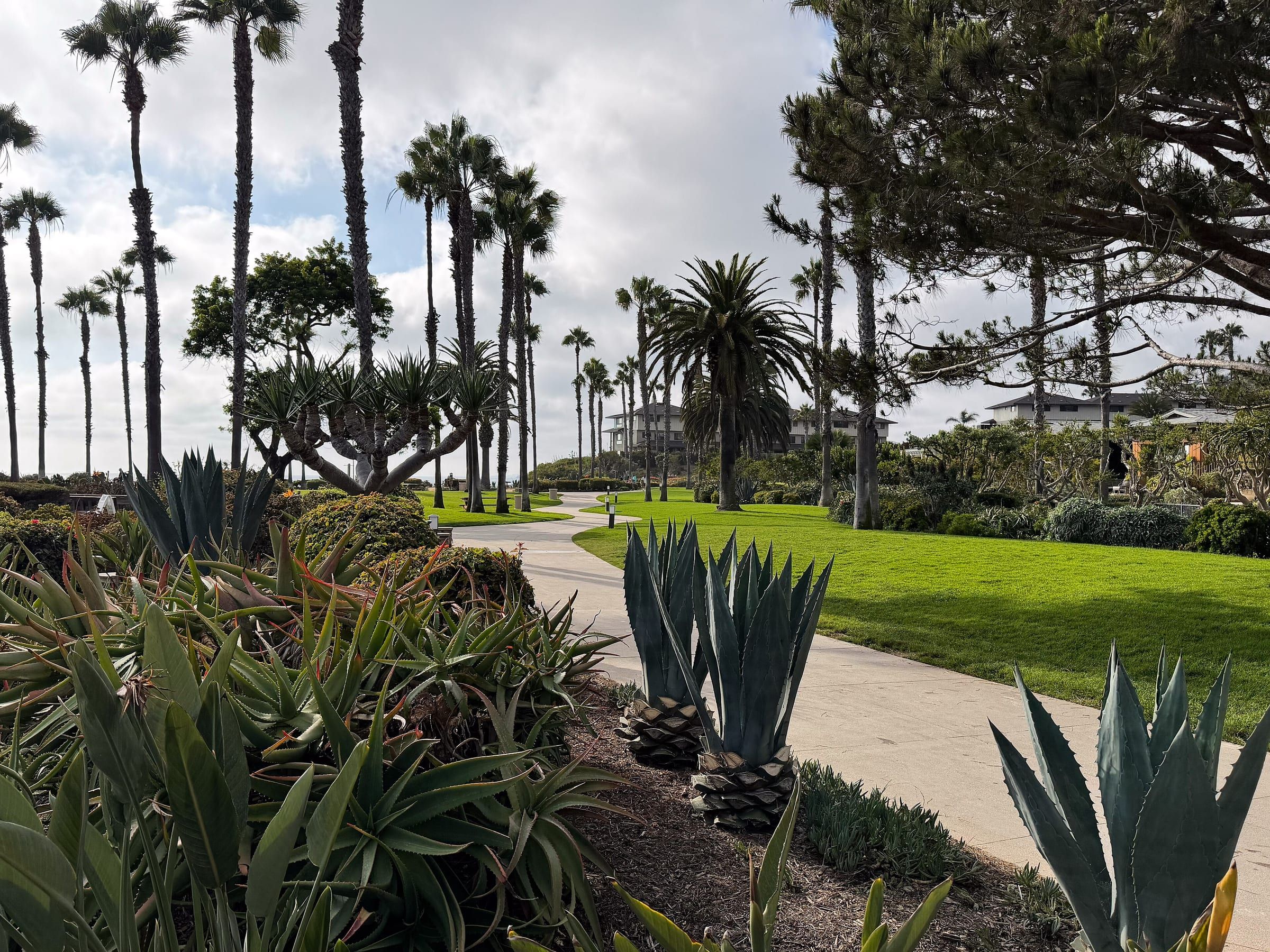 A paved path through beds of agave and aloe beside a lawn at Treasure Island Park in Laguna Beach, with tall palms behind