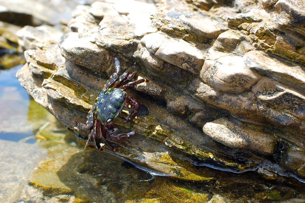 A striped shore crab on a wet rock beside a tide pool at Crystal Cove State Park