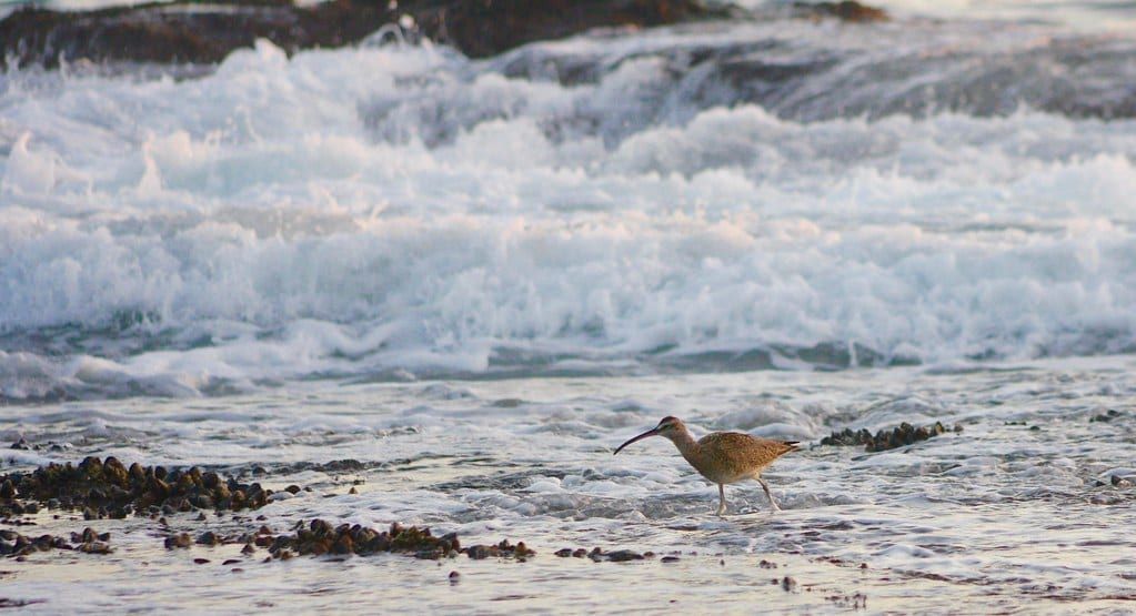 Shaw Cove, Laguna Beach