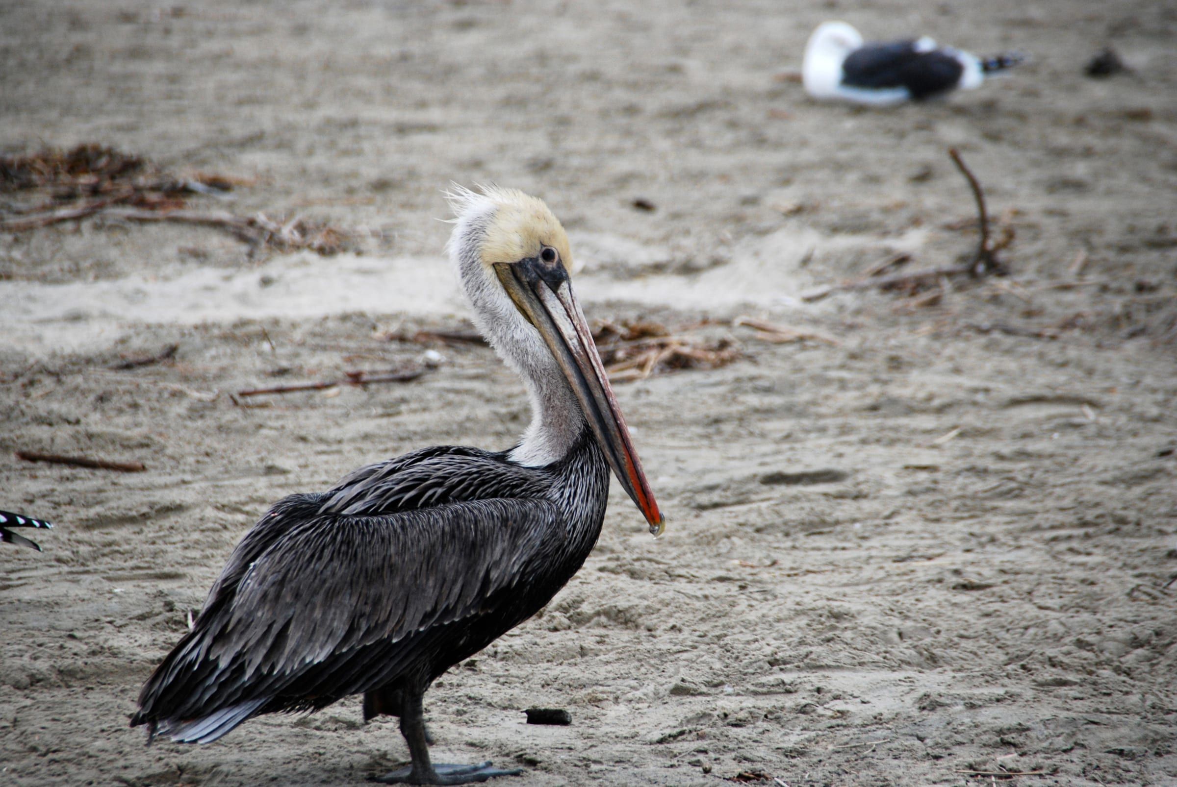 Brown pelican on the sand at Laguna Beach