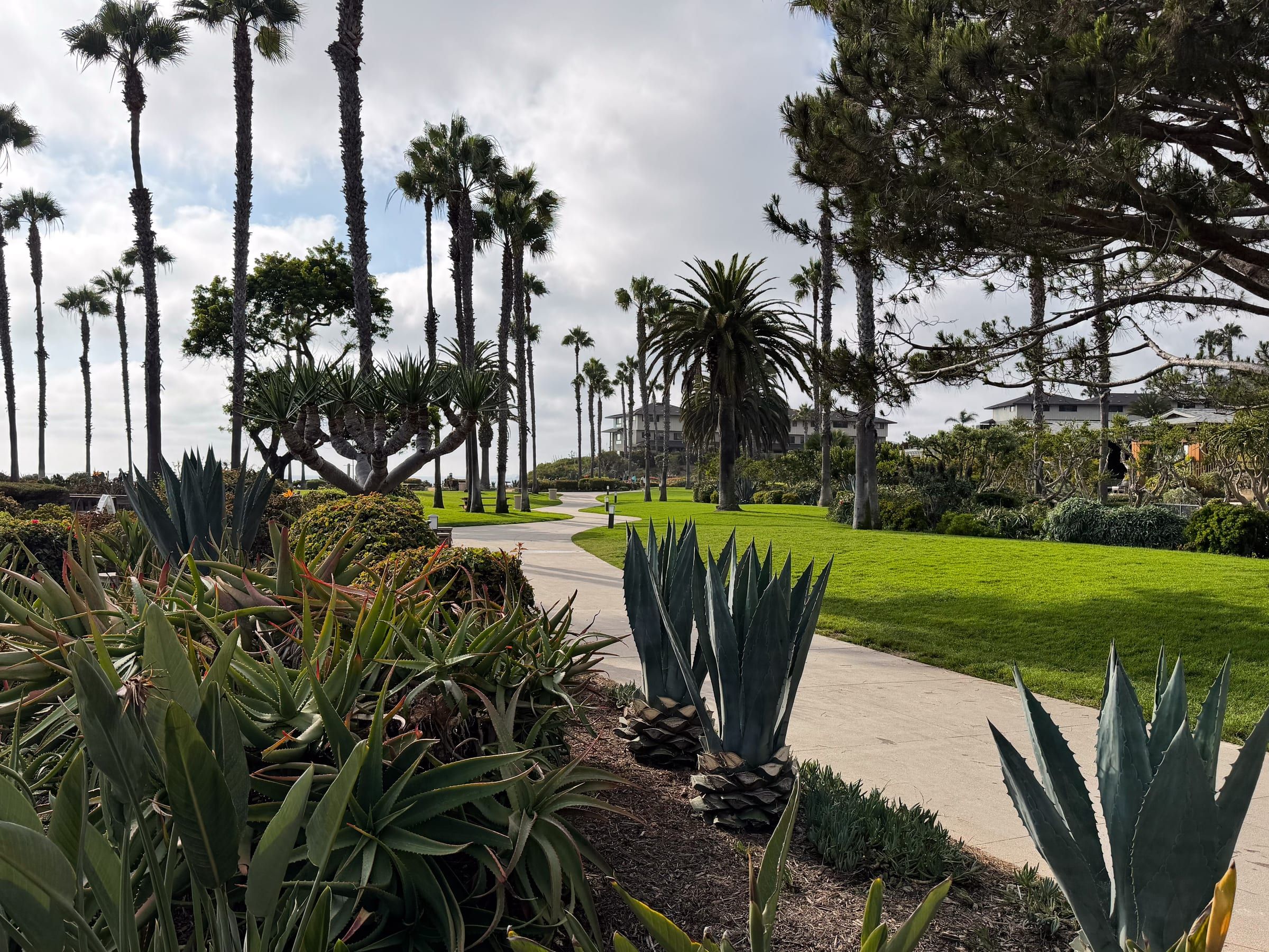 Lawn, path and agave plants at Treasure Island Park